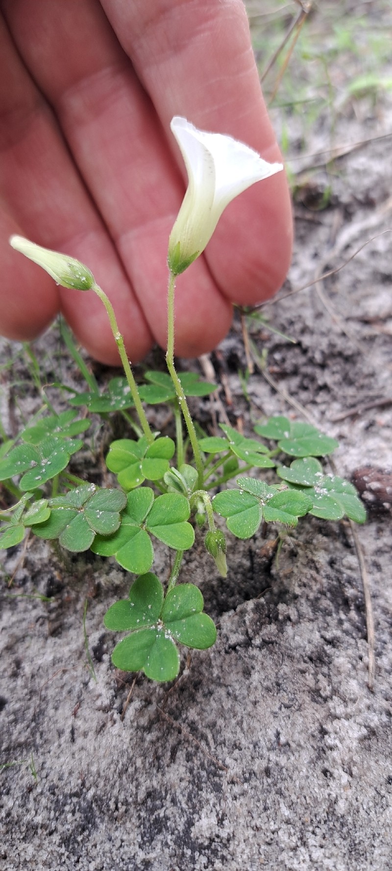 Oxalis lanata var. lanata