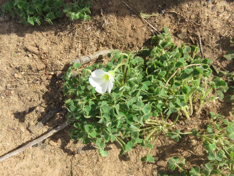 Oxalis lanata var. lanata photo 2