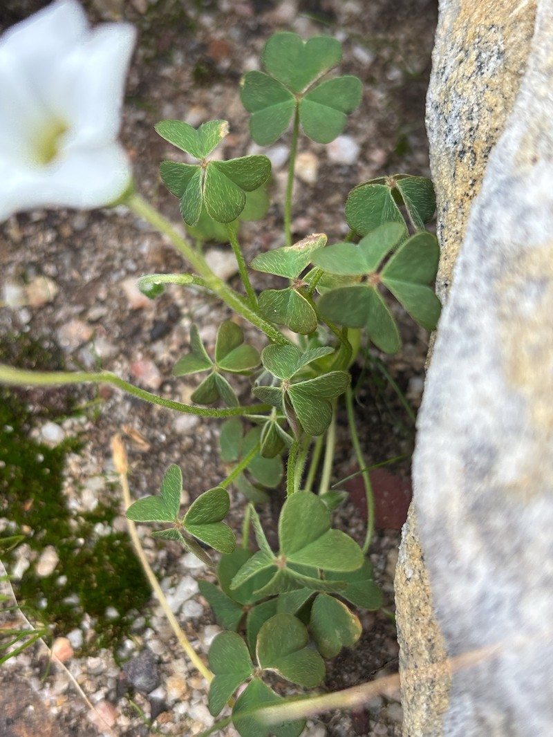 Oxalis lanata var. lanata photo 3