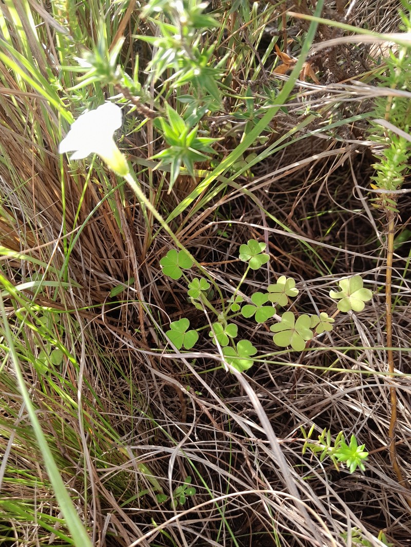 Oxalis lanata var. lanata photo 4