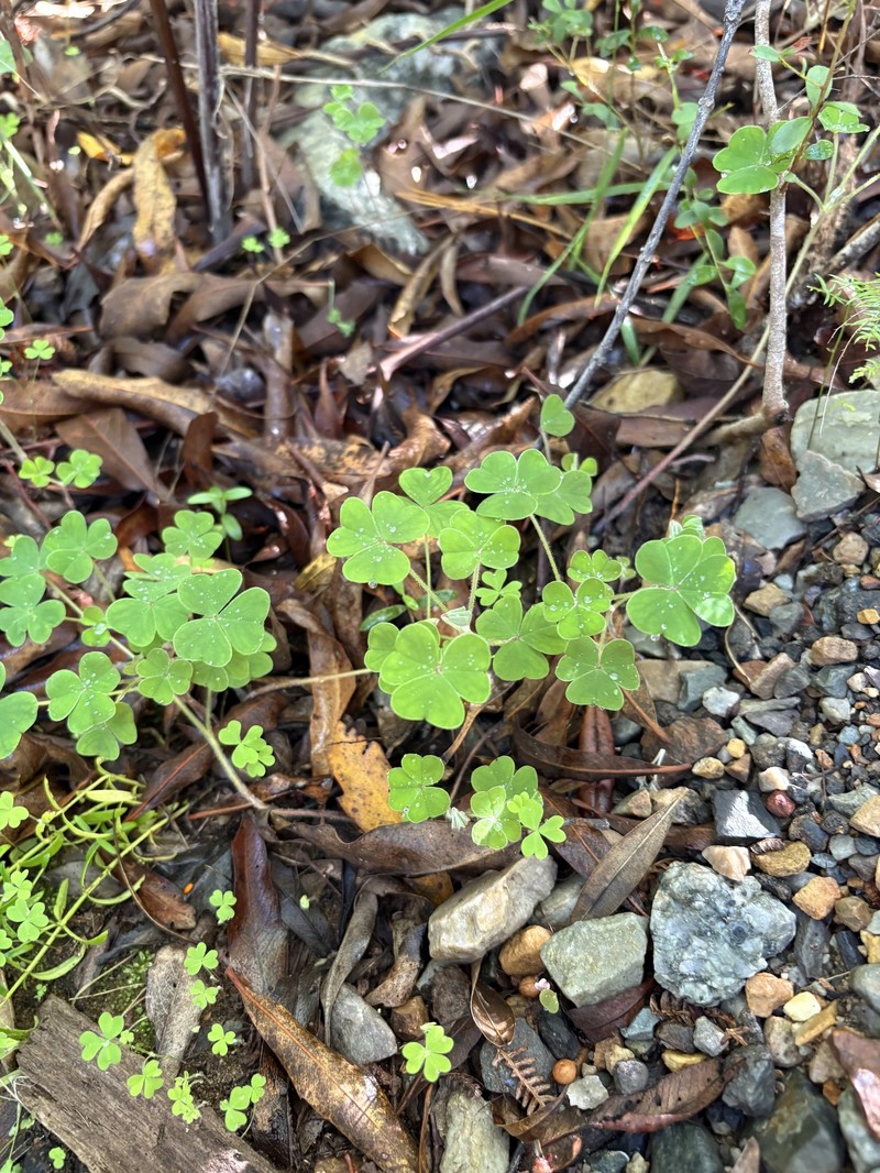 Oxalis lanata var. rosea