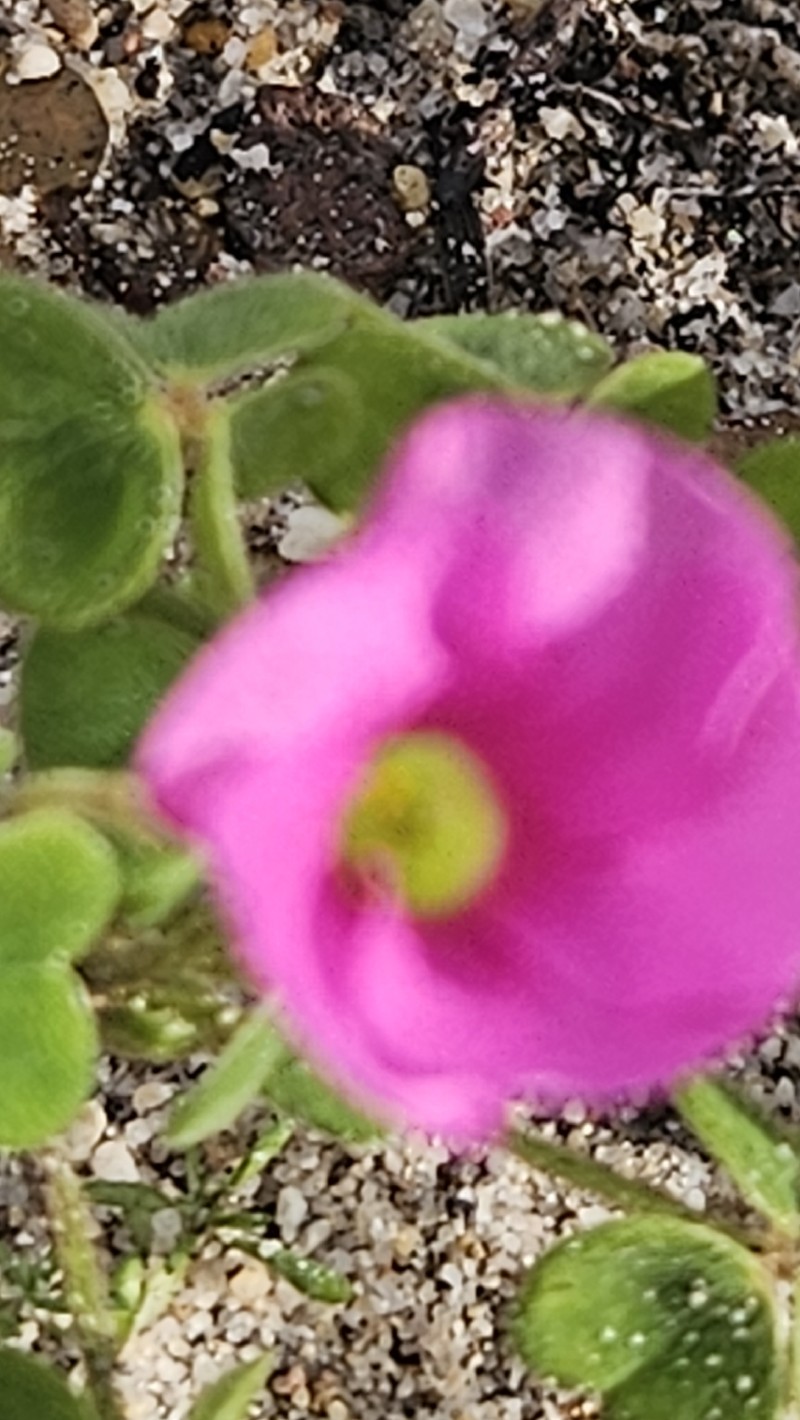 Oxalis lanata var. rosea photo 2