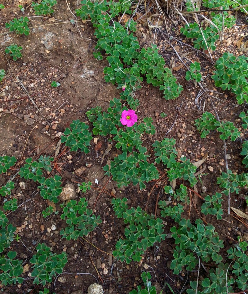 Oxalis lanata var. rosea photo 3
