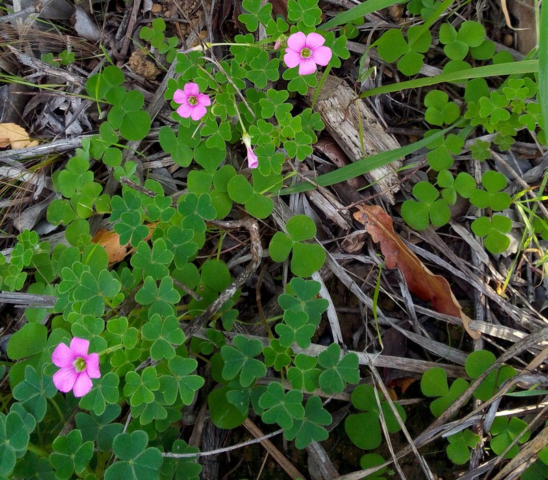 Oxalis lanata var. rosea photo 4