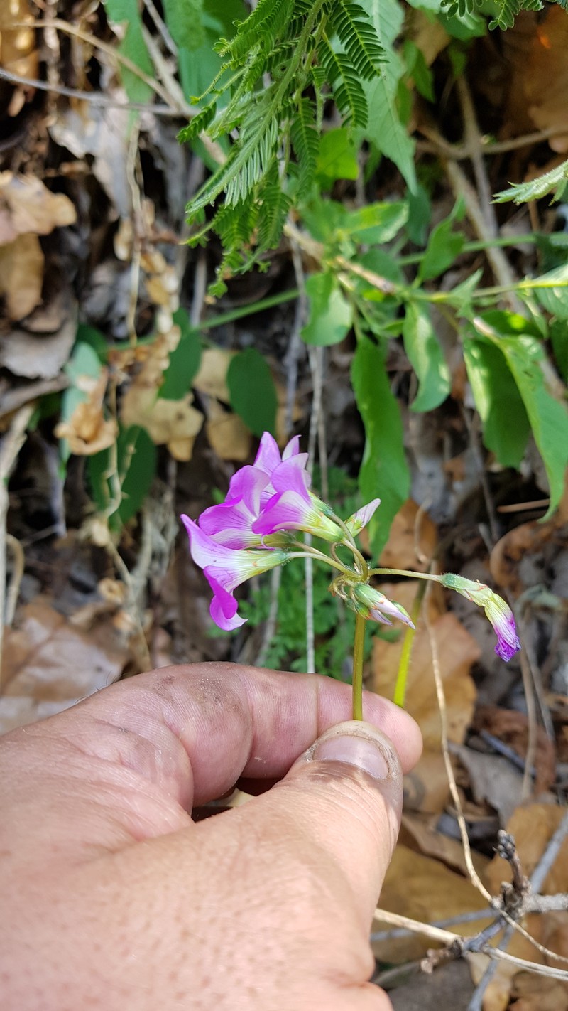 Oxalis lasiandra photo 3