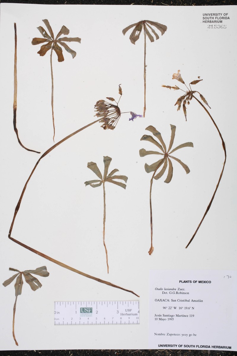 Oxalis lasiandra photo 4