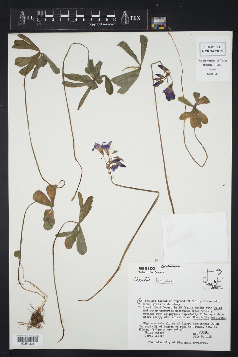 Oxalis lasiandra photo 5