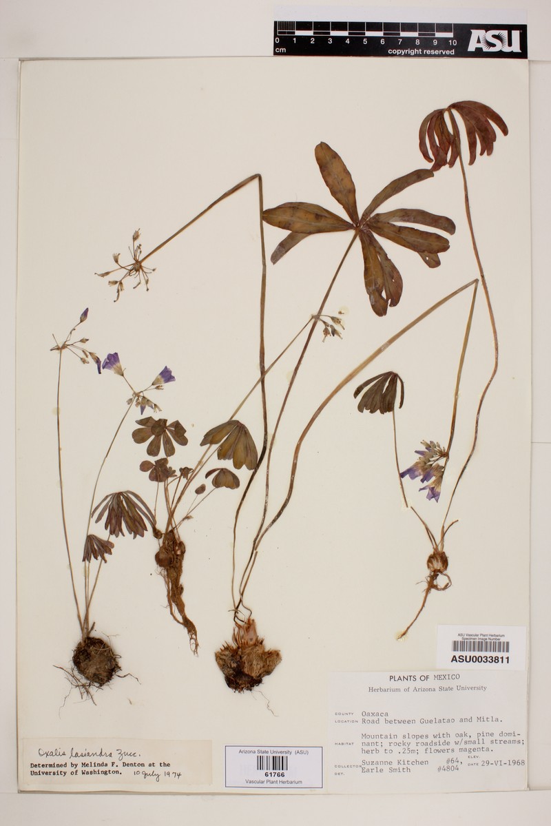 Oxalis lasiandra photo 6