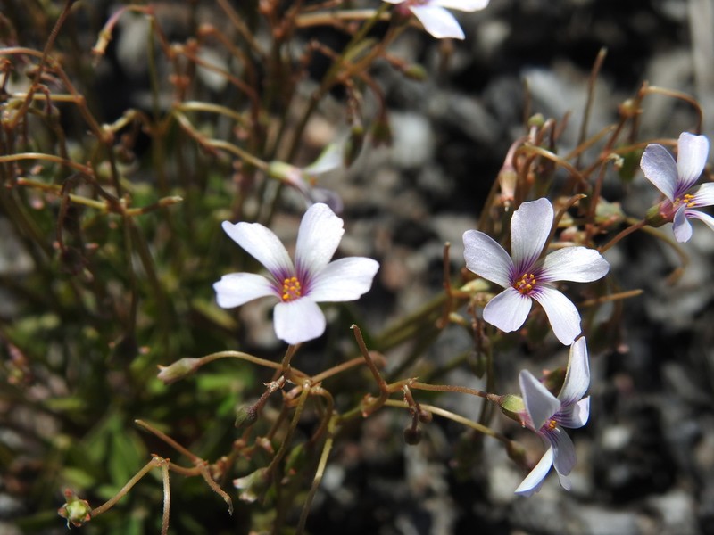 Oxalis lasiopetala photo 2