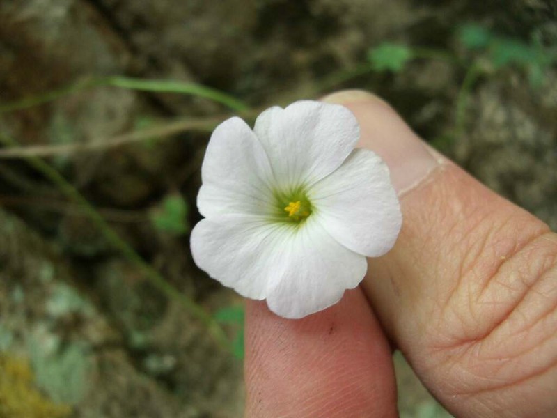 Oxalis lasiopetala photo 3