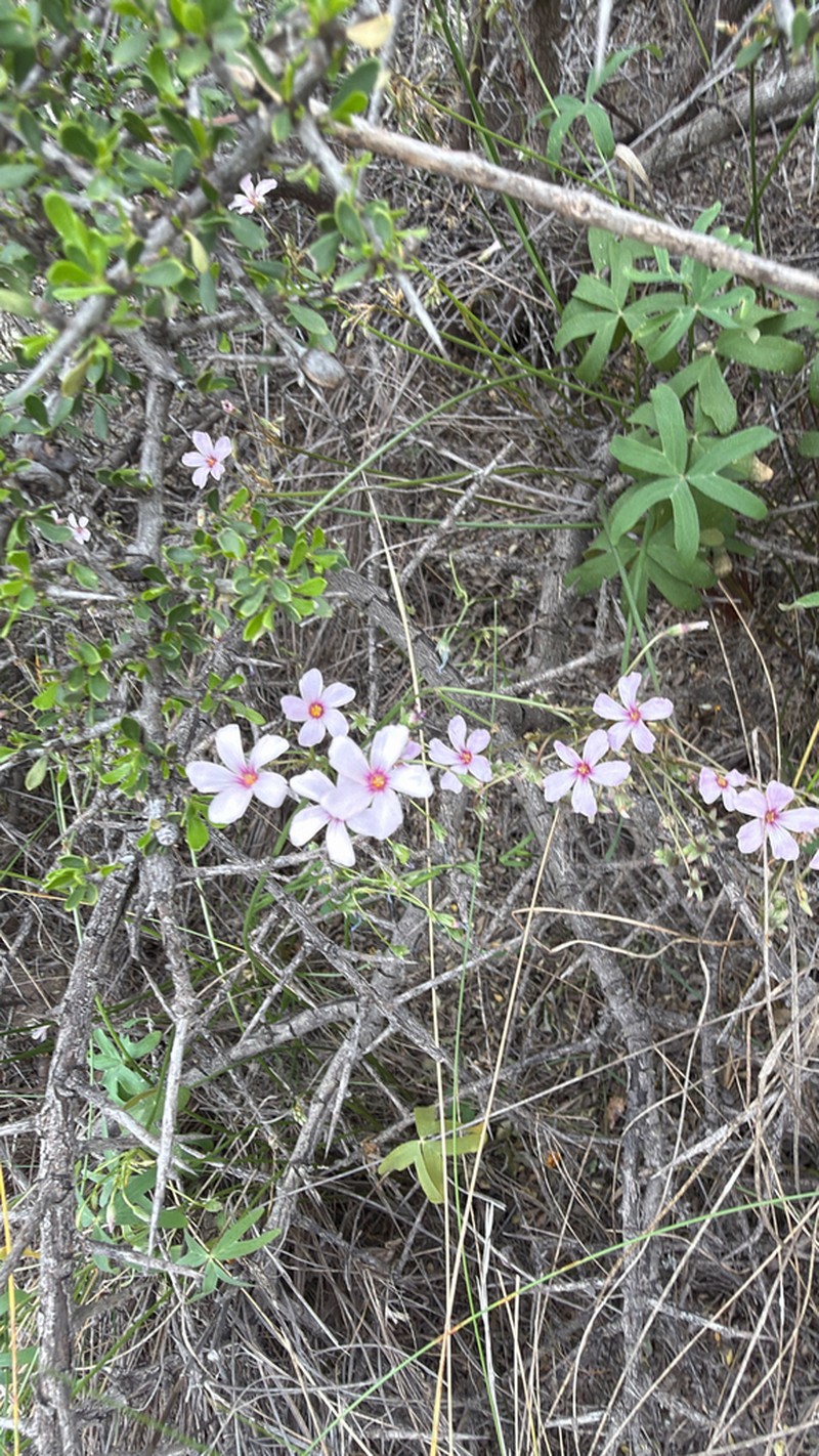 Oxalis lasiopetala photo 4