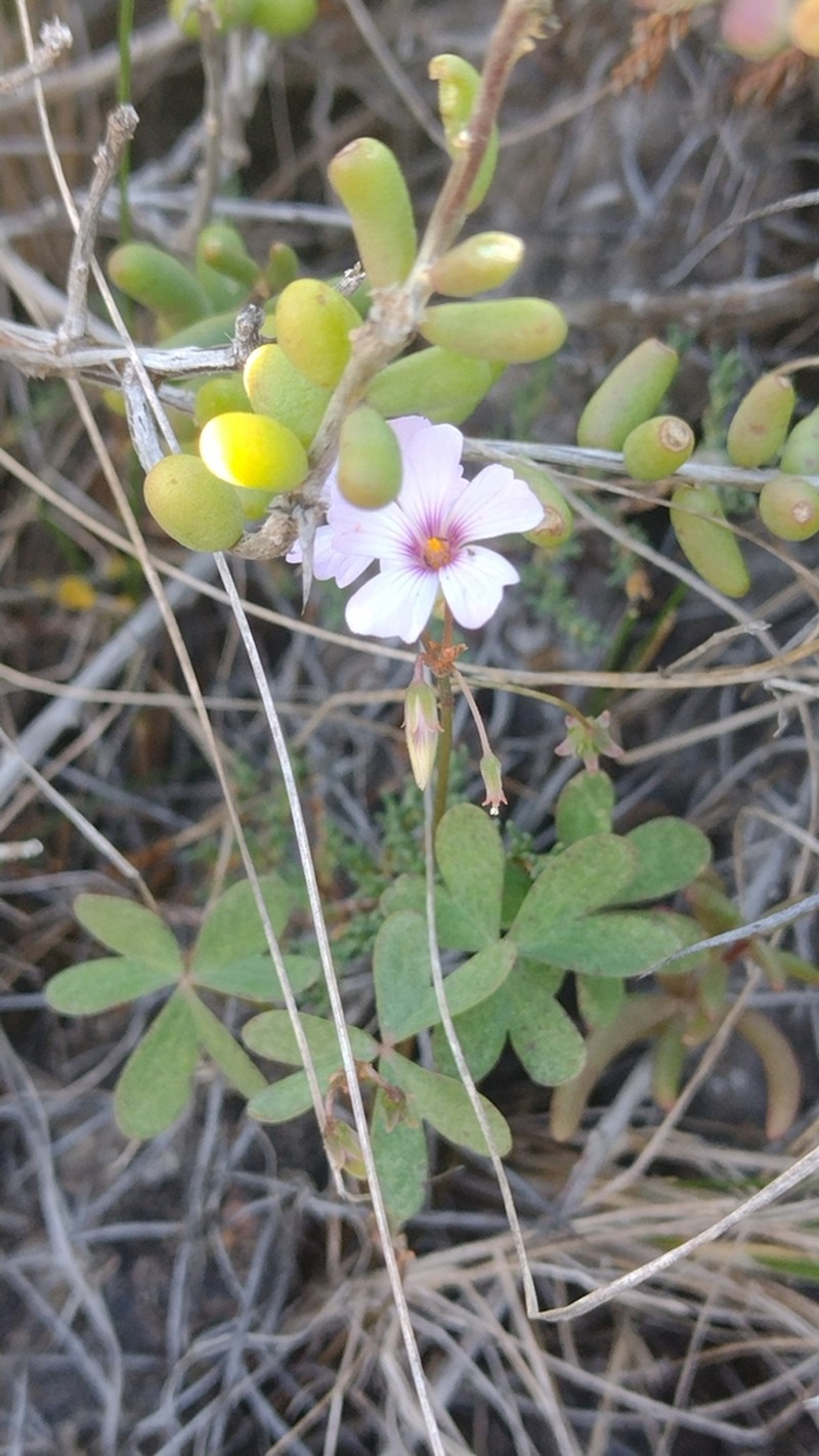 Oxalis lasiopetala photo 5