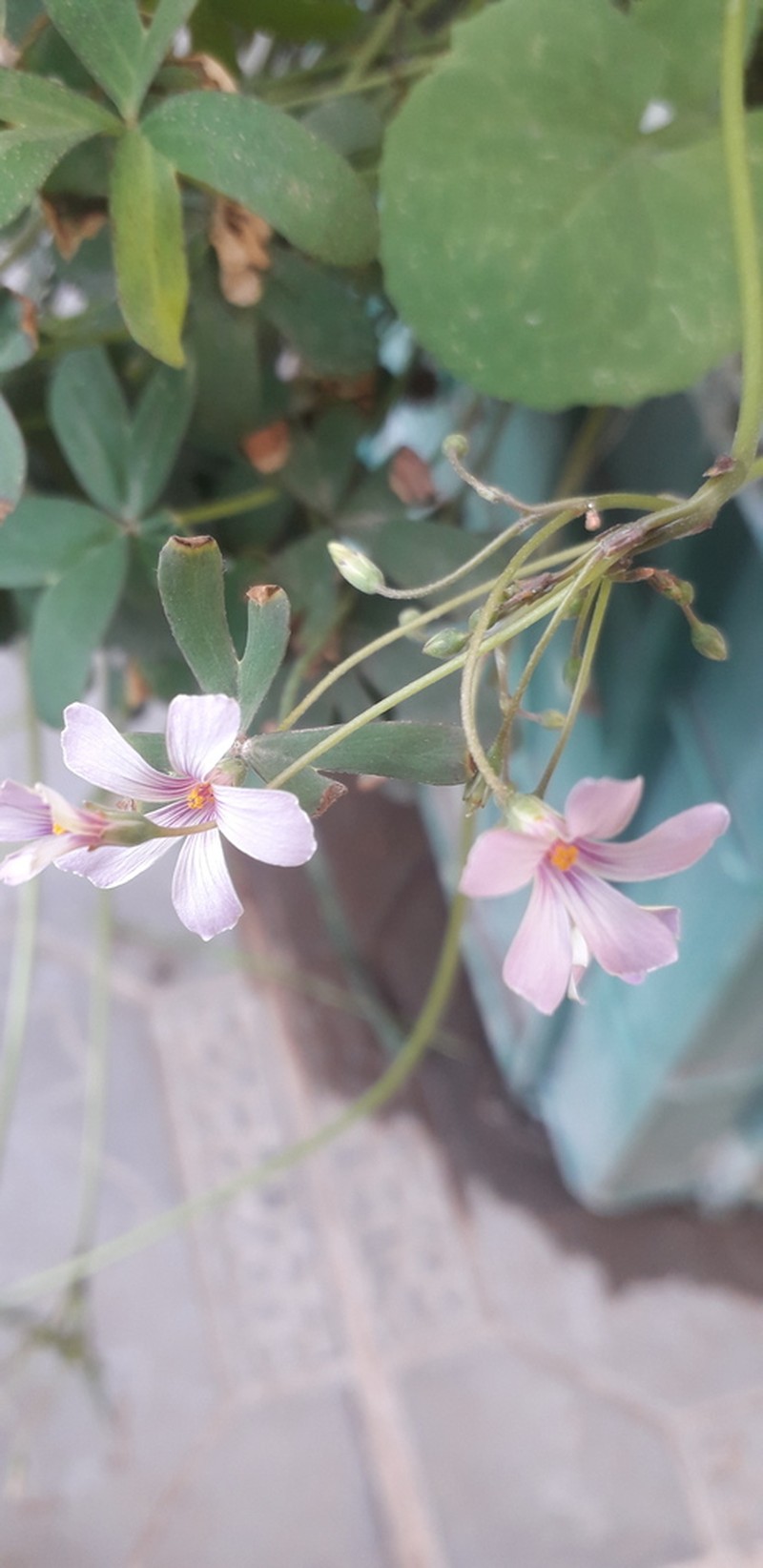 Oxalis lasiopetala photo 7