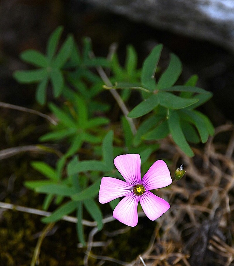 Oxalis lasiopetala photo 8