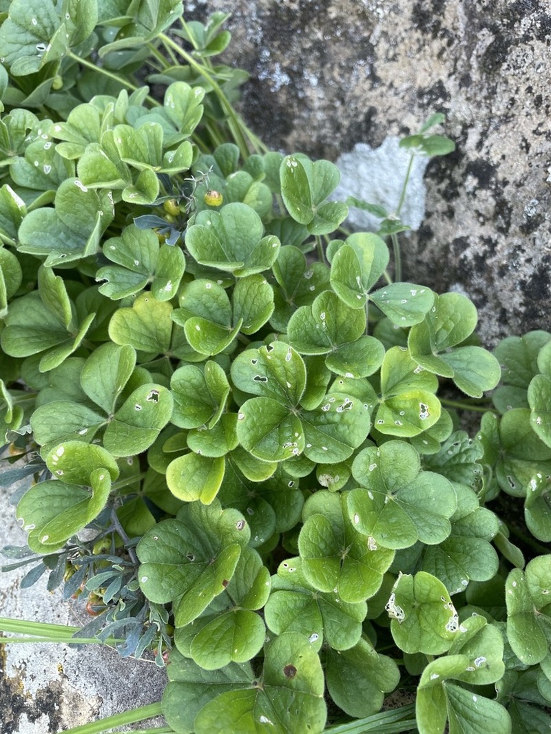 Oxalis lasiorhiza