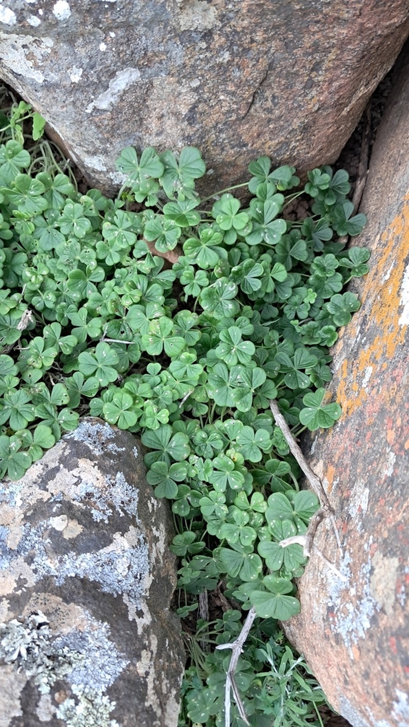 Oxalis lasiorhiza photo 2