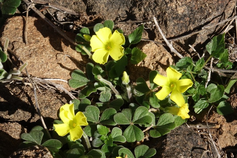Oxalis lasiorhiza photo 3