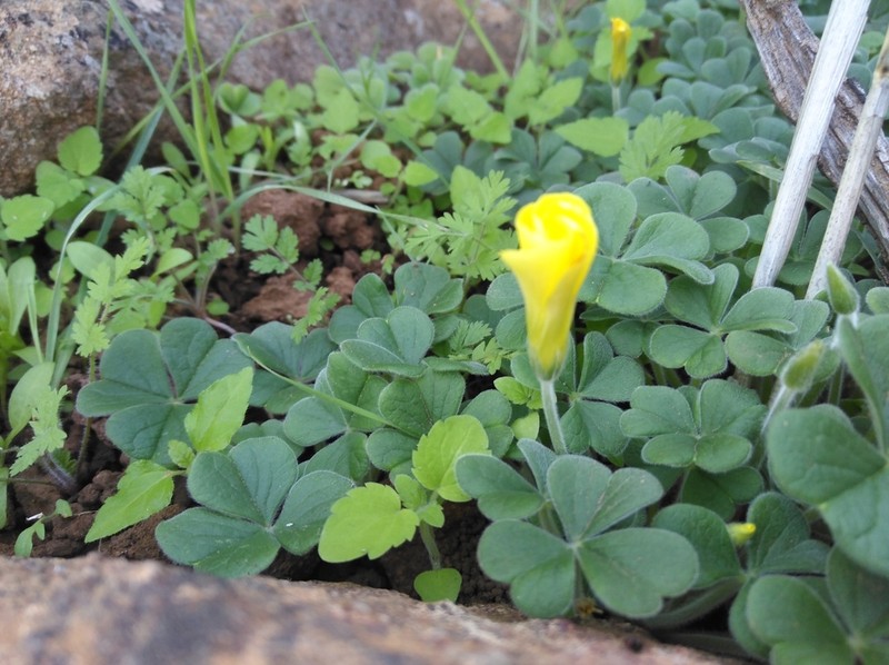 Oxalis lasiorhiza photo 4