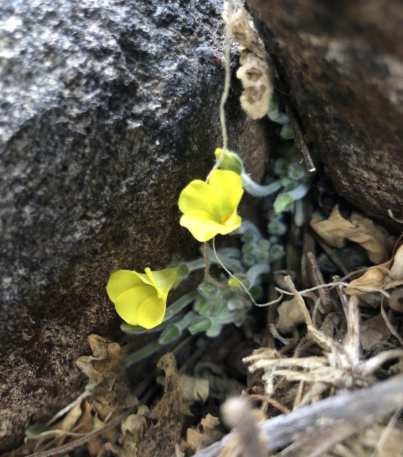 Oxalis lasiorhiza photo 5