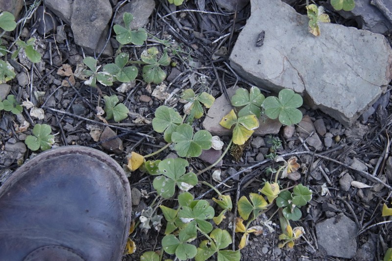 Oxalis lasiorhiza photo 6