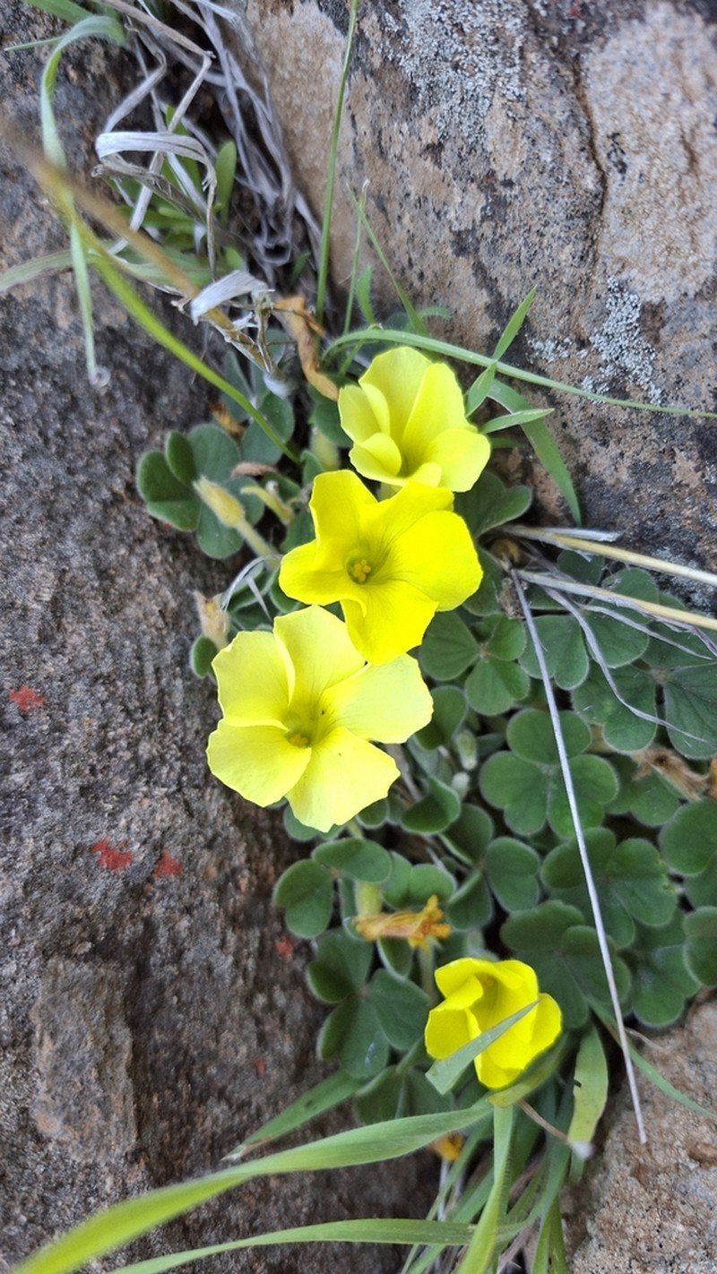 Oxalis lasiorhiza photo 7