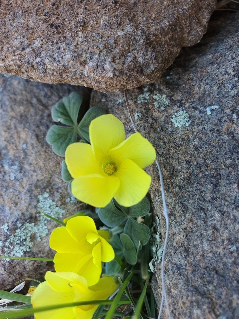 Oxalis lasiorhiza photo 8