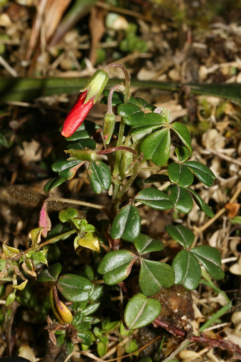 Oxalis latemucronata