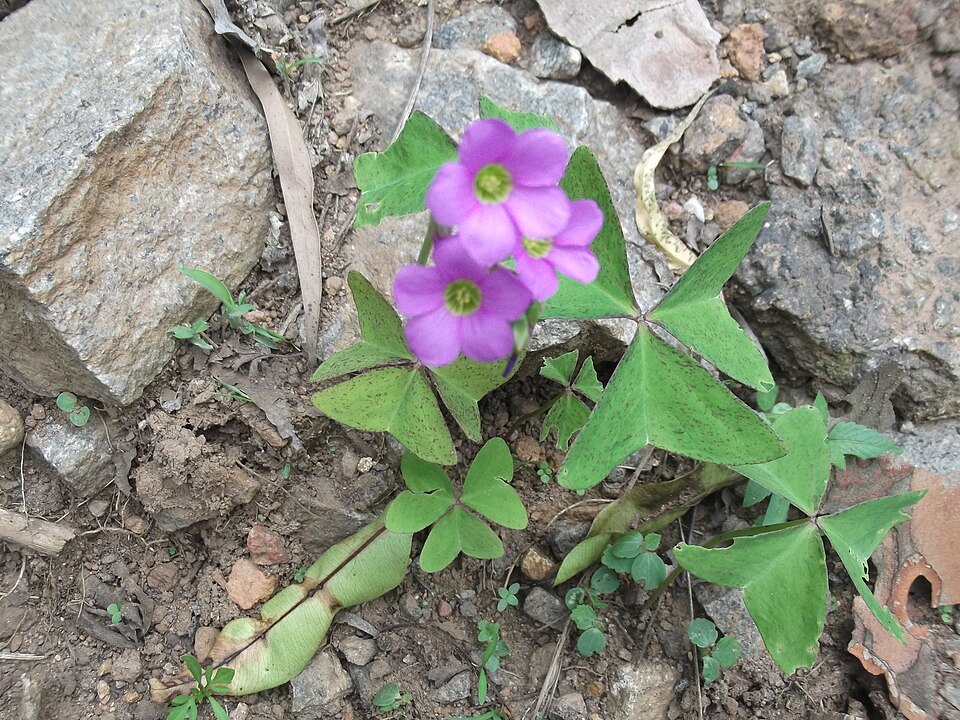 Broadleaf Woodsorrel photo 3