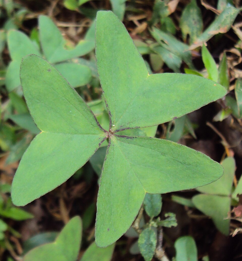 Broadleaf Woodsorrel photo 4