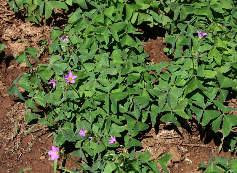 Broadleaf Woodsorrel