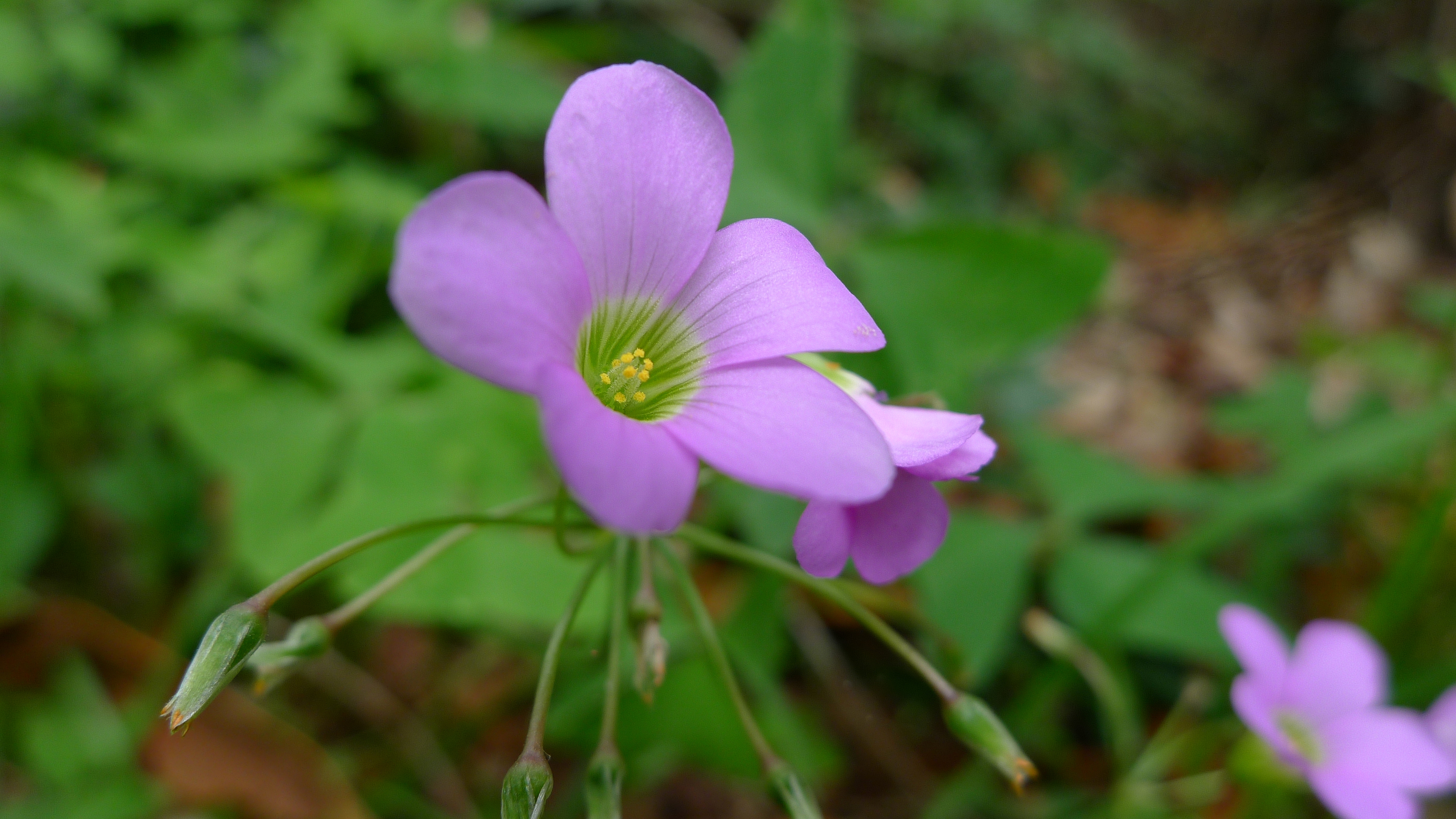 Broadleaf Woodsorrel photo 5