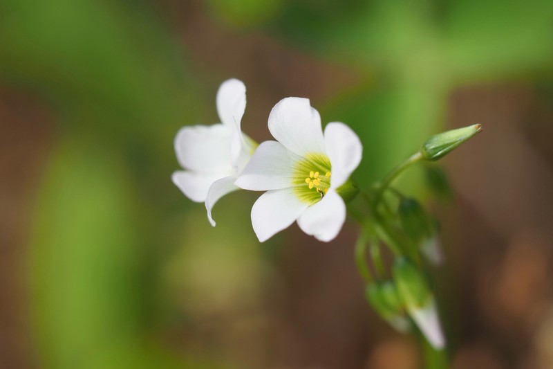 Broadleaf Woodsorrel photo 7