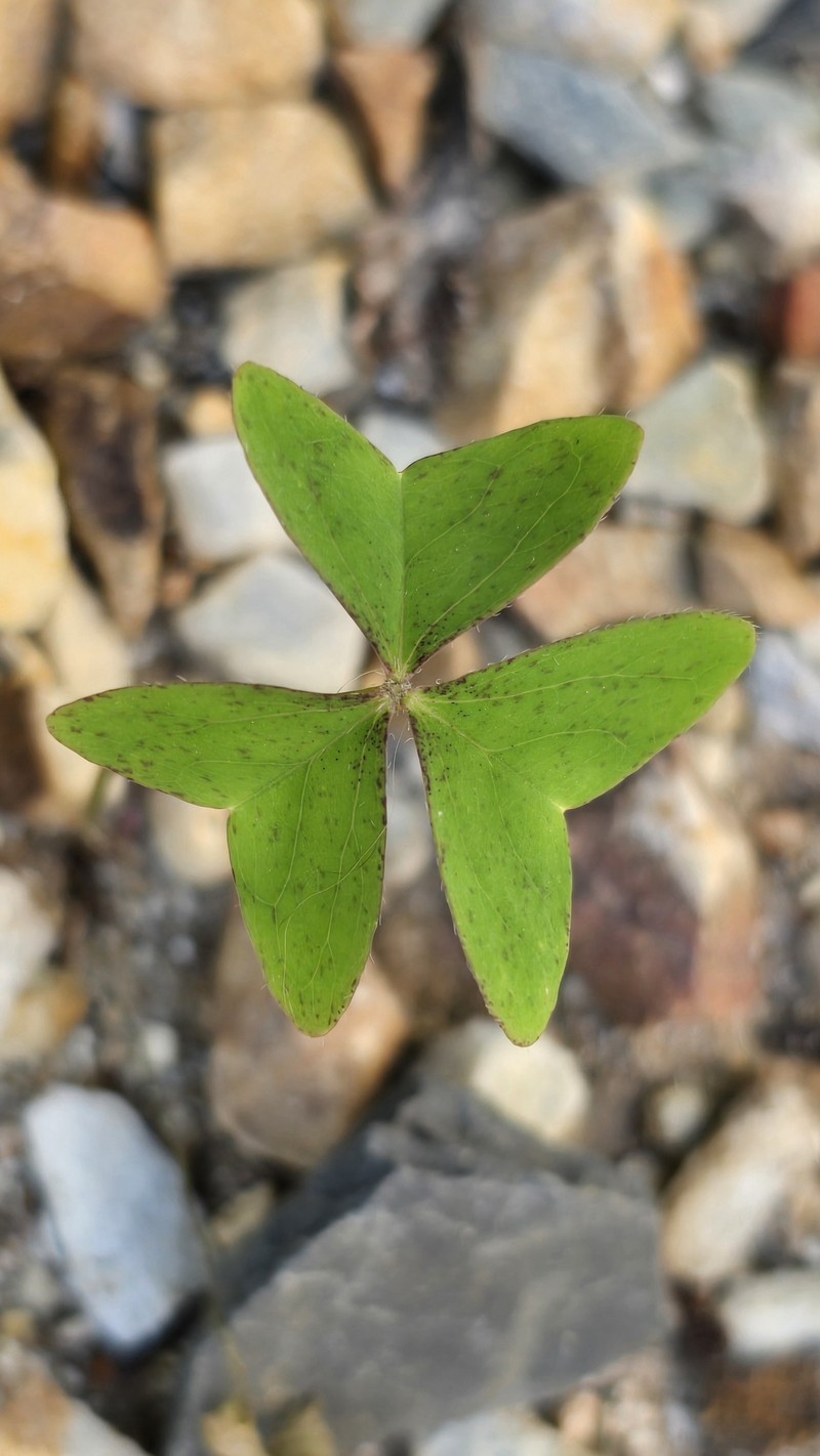 Oxalis latifolia subsp. galeottii
