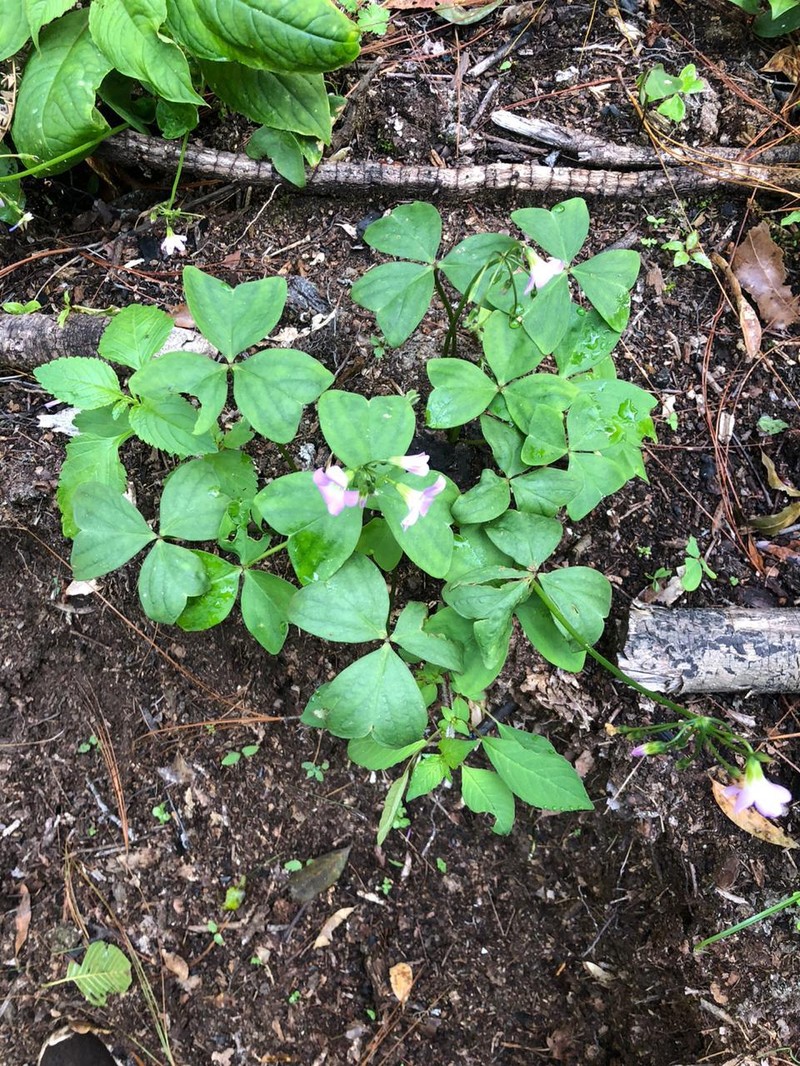 Oxalis latifolia subsp. galeottii photo 2