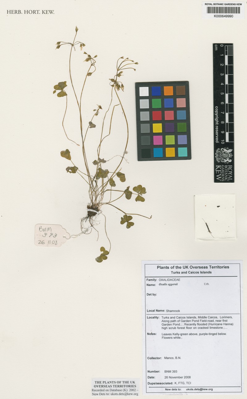 Eggers' Woodsorrel