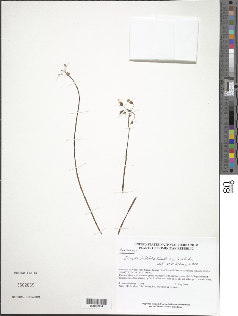 Eggers' Woodsorrel photo 2