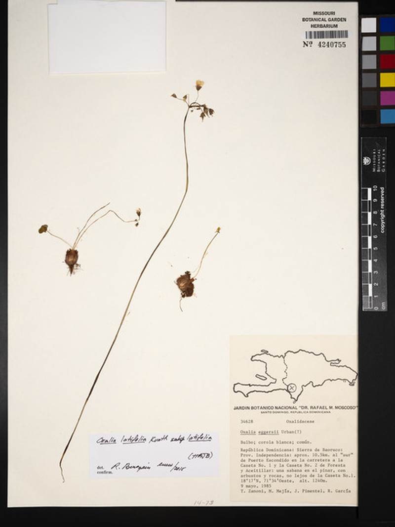 Eggers' Woodsorrel photo 4