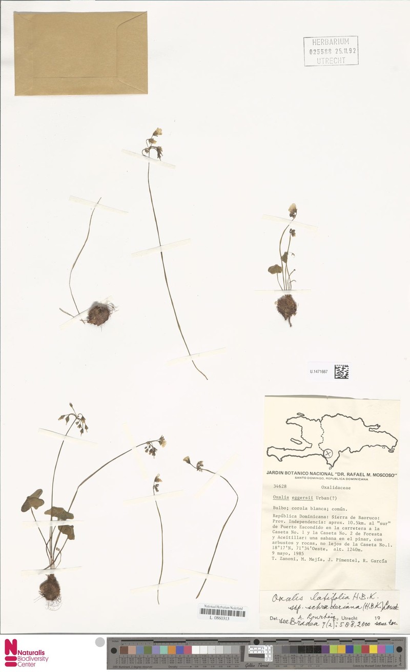 Oxalis latifolia subsp. schraderiana