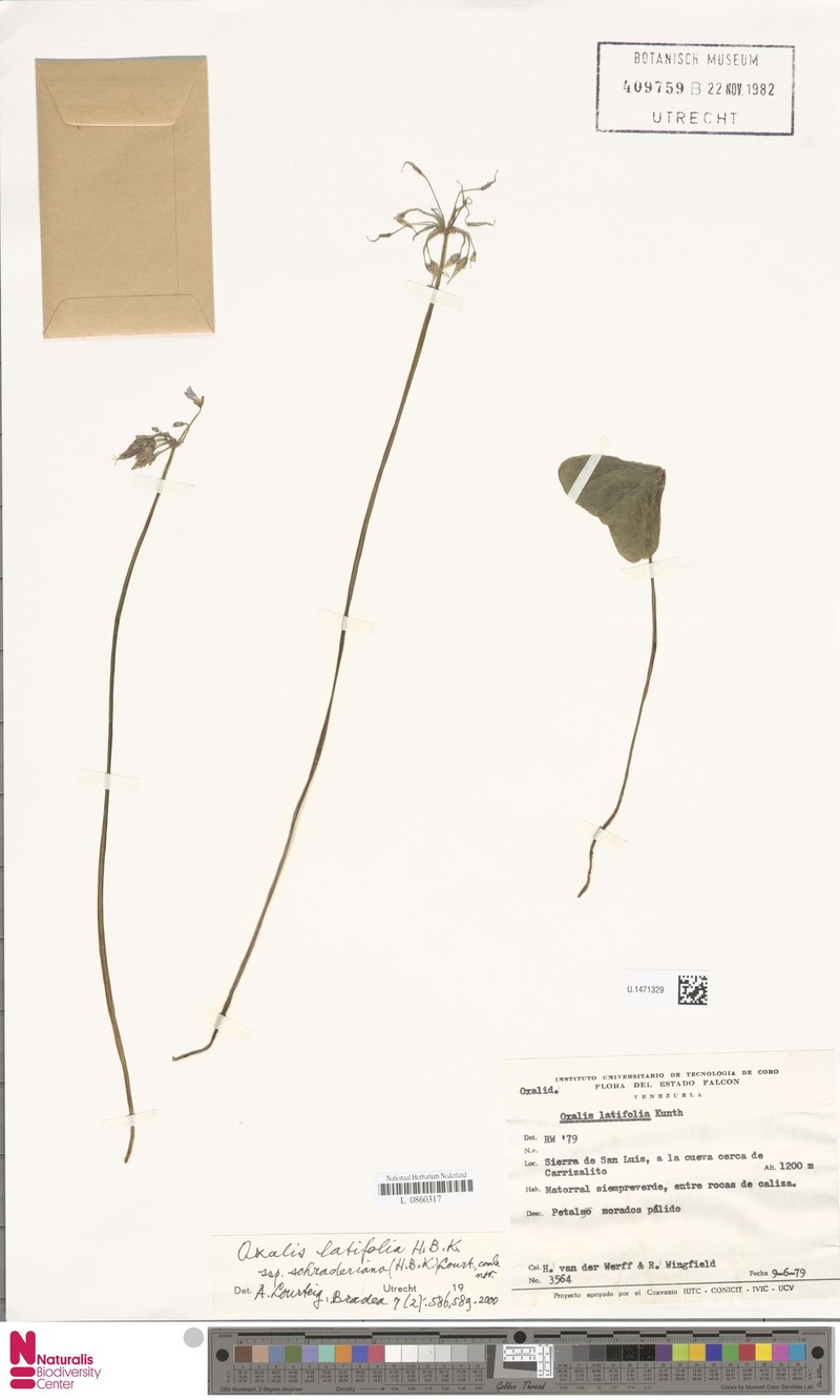 Oxalis latifolia subsp. schraderiana photo 2