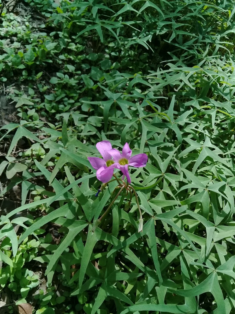 Oxalis latifolia subsp. vespertilionis