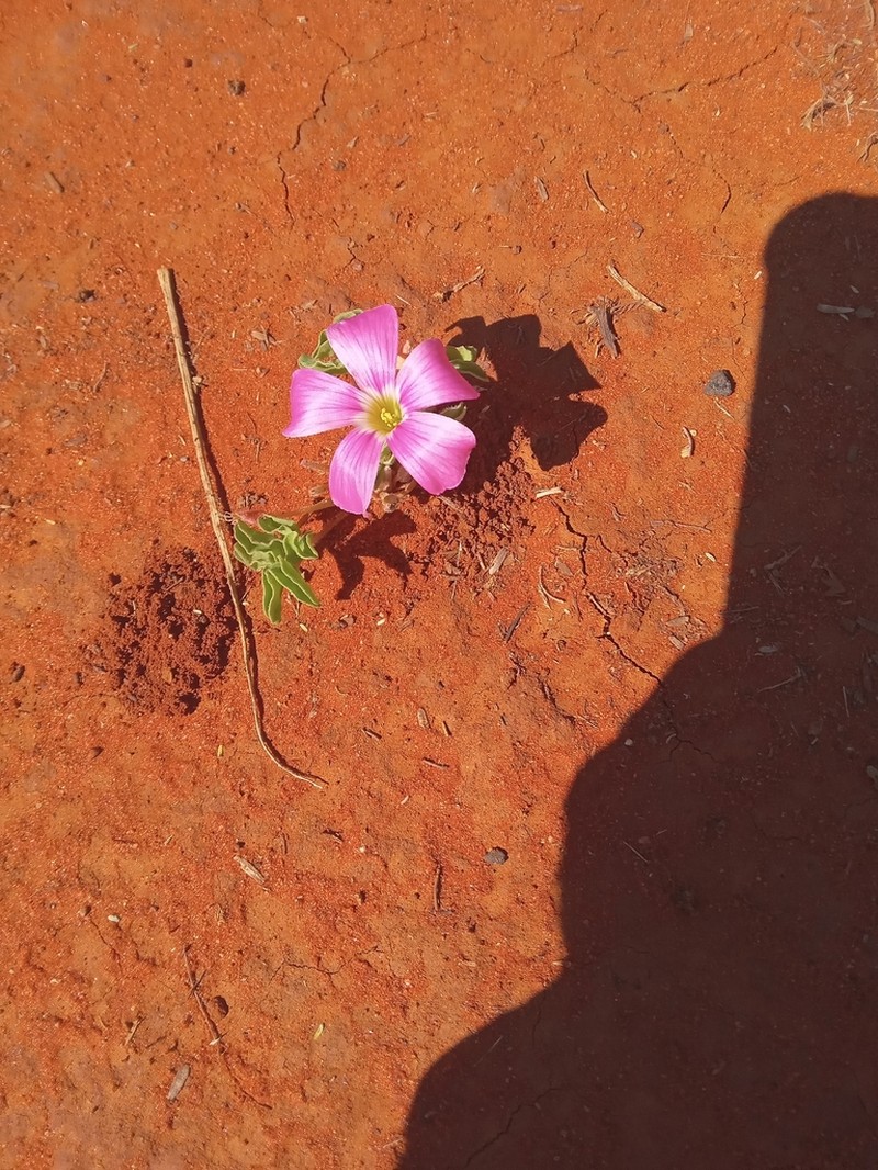 Oxalis lawsonii