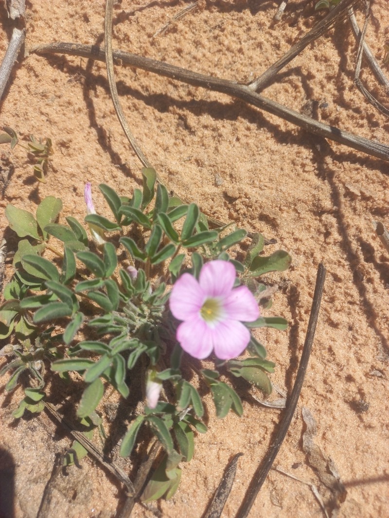 Oxalis lawsonii photo 2