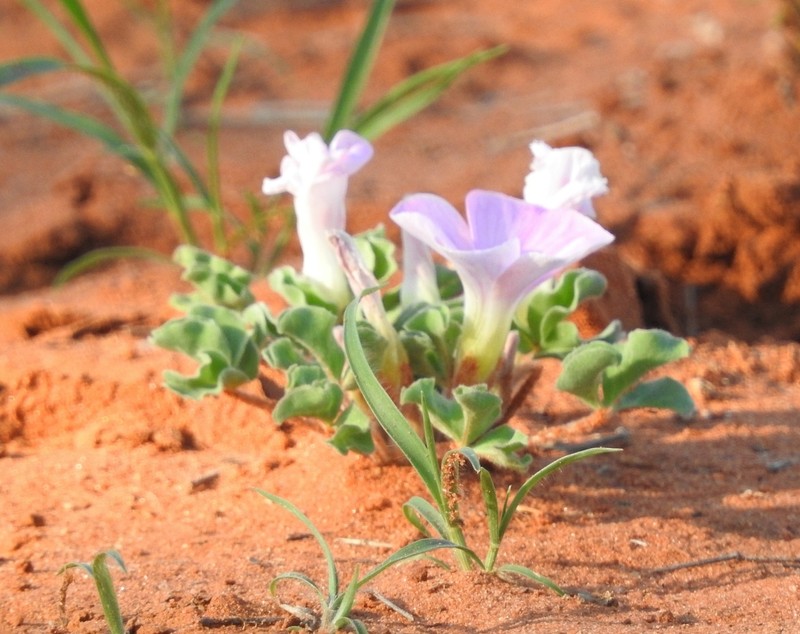 Oxalis lawsonii photo 3