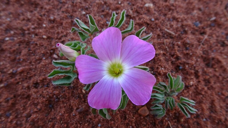 Oxalis lawsonii photo 4