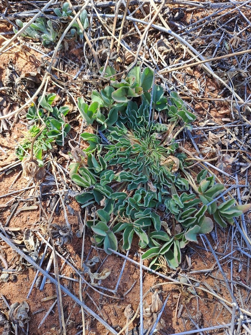 Oxalis lawsonii photo 5