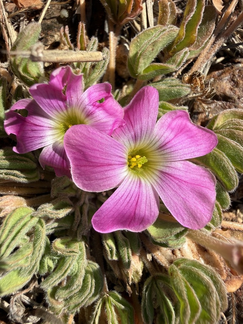 Oxalis lawsonii photo 6