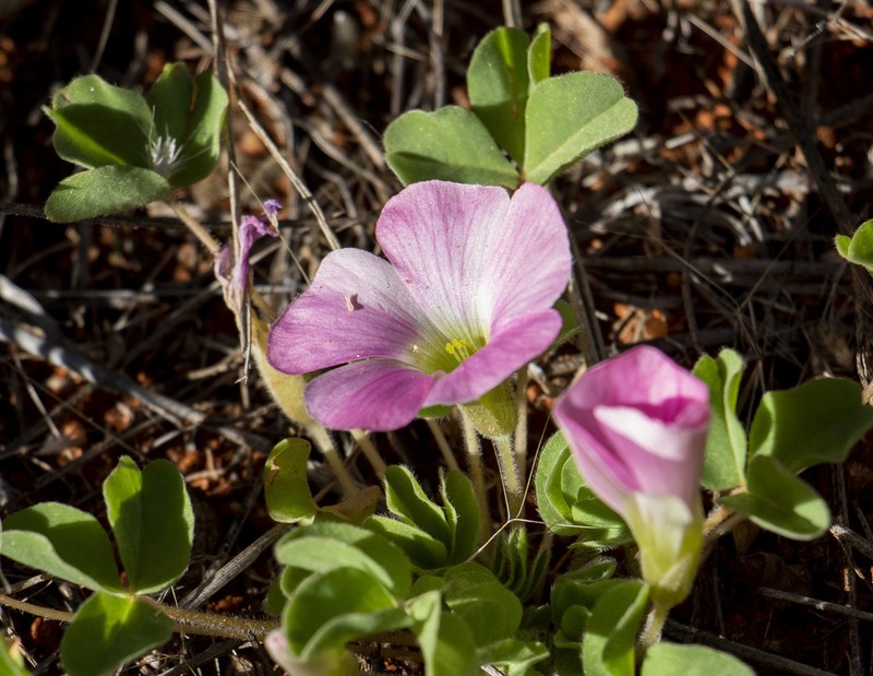 Oxalis lawsonii photo 7