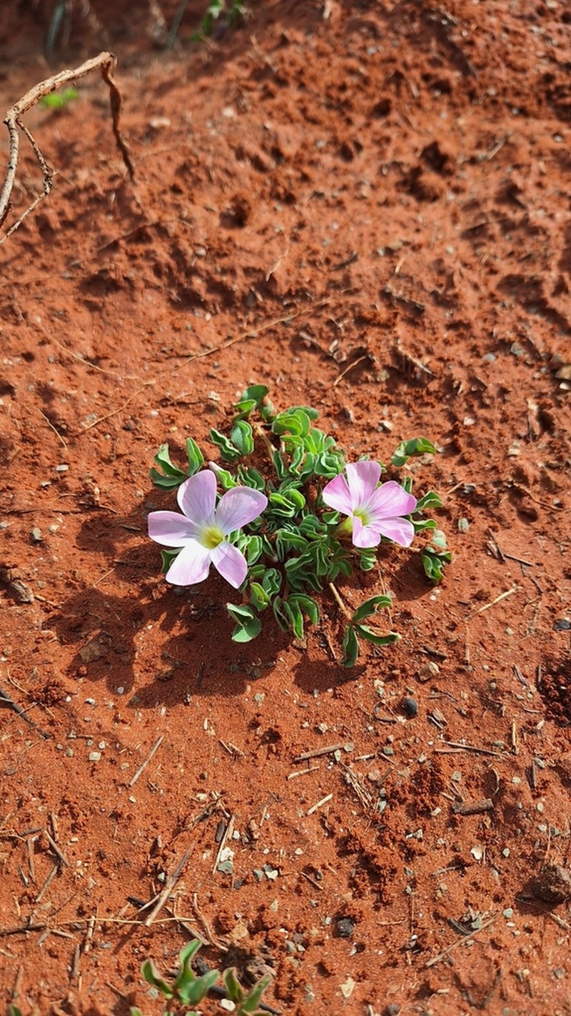 Oxalis lawsonii photo 8