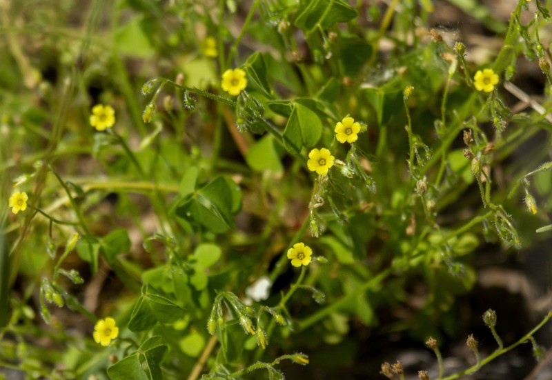 Oxalis laxa