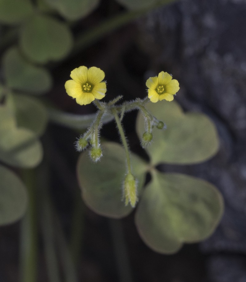 Oxalis laxa photo 2